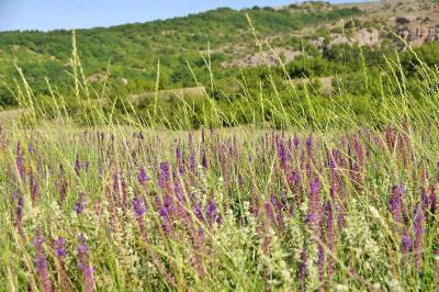 Прикрепленное изображение: IMGP6546.jpg